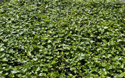 hedera helix hibernica